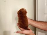 Kore Toy Poodle Erkek Dişi Bebekler Mevcut