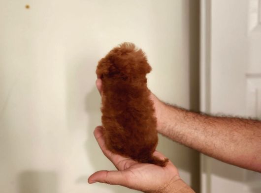 Kore Toy Poodle Erkek Dişi Bebekler Mevcut görsel