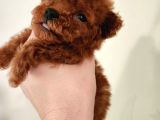 Kore Toy Poodle Erkek Dişi Bebekler Mevcut