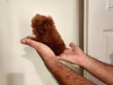 Kore Toy Poodle Erkek Dişi Bebekler Mevcut