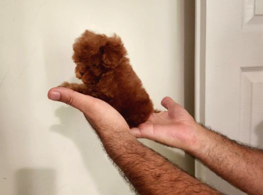 Kore Toy Poodle Erkek Dişi Bebekler Mevcut görsel