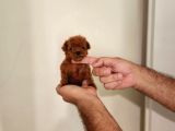 Kore Toy Poodle Erkek Dişi Bebekler Mevcut