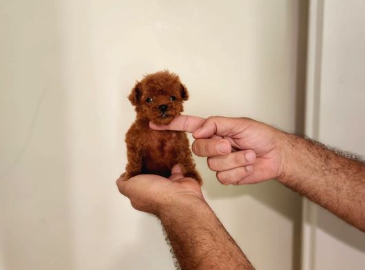 Kore Toy Poodle Erkek Dişi Bebekler Mevcut görsel