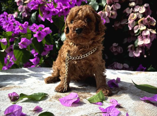 Toy Poodle Yavru görsel