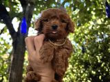Toy poodle yavru
