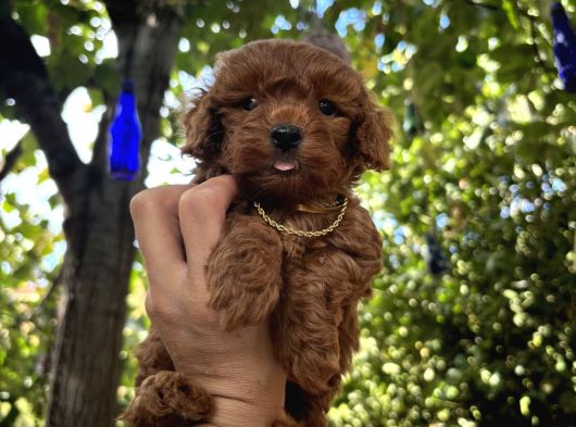 Toy Poodle Yavru