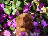 Toy Poodle Yavru