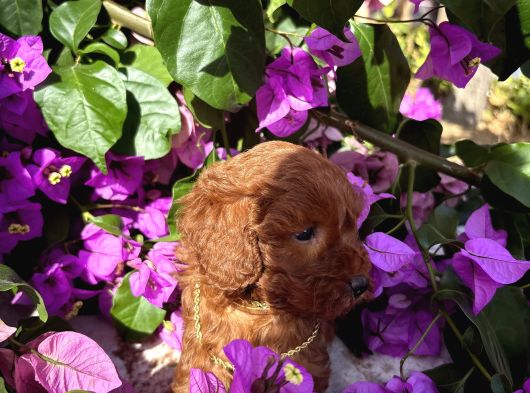 Toy Poodle Yavru görsel