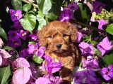 Toy Poodle Yavru