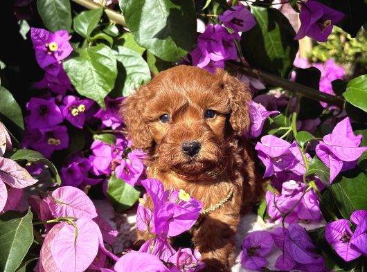 Toy Poodle Yavru görsel