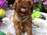 Toy Poodle Yavru