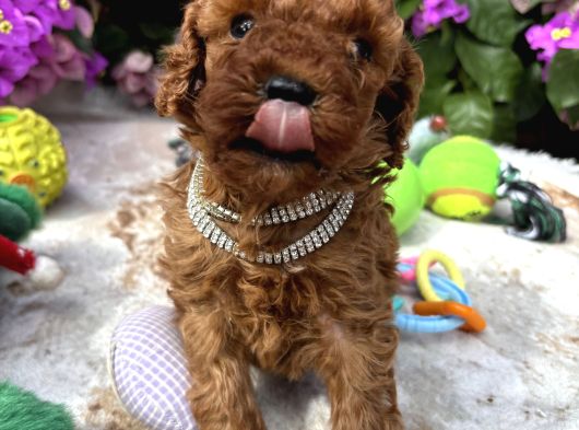 Toy Poodle Yavru görsel