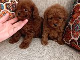 Kore Toy Poodle Erkek Dişi Bebekler Mevcut
