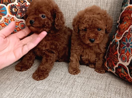 Kore Toy Poodle Erkek Dişi Bebekler Mevcut görsel