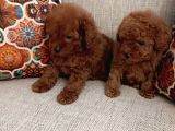 Kore Toy Poodle Erkek Dişi Bebekler Mevcut