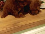 Kore Toy Poodle Erkek Dişi Bebekler Mevcut