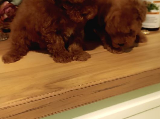 Kore Toy Poodle Erkek Dişi Bebekler Mevcut görsel
