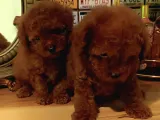 Kore Toy Poodle Erkek Dişi Bebekler Mevcut
