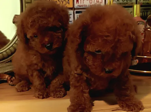 Kore Toy Poodle Erkek Dişi Bebekler Mevcut görsel
