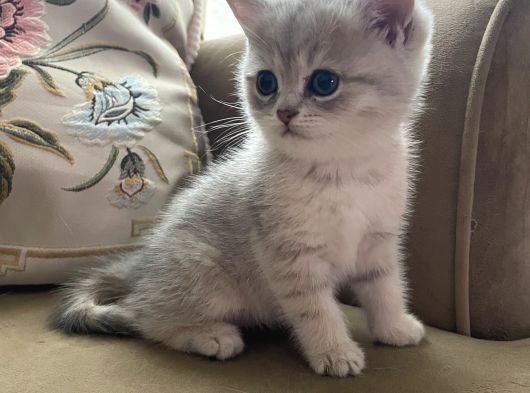 British Short Hair Dişi görsel