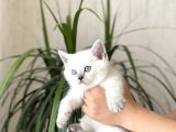 Safkan Bri̇ti̇sh Shorthai̇r Si̇lver Poi̇nt Yavrum