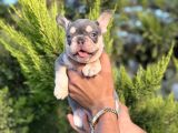 Puppy Paws Lilac Tan French Bulldog Safkan