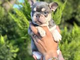 Puppy Paws Lilac Tan French Bulldog Safkan