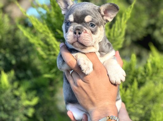 Puppy Paws Lilac Tan French Bulldog Safkan görsel