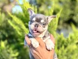 Puppy Paws Lilac Tan French Bulldog Safkan