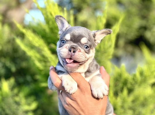 Puppy Paws Lilac Tan French Bulldog Safkan
