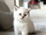 TOP KAFA AYI SURAT BRİTİSH SHORTHAİR YAVRULAR