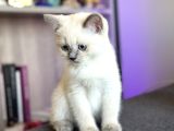 Safkan A Kali̇te Yavrular Yeni̇ Sahi̇pleri̇ni̇ Bekli̇yor