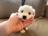 ev doğumu maltese bebegimiz