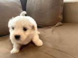 Ev Doğumu Maltese Bebegimiz