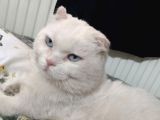Sahi̇plendi̇ri̇lmek Üzere Sevecen Scottish Fold Kedi̇