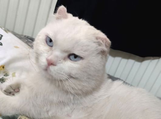 Sahi̇plendi̇ri̇lmek Üzere Sevecen Scottish Fold Kedi̇ görsel