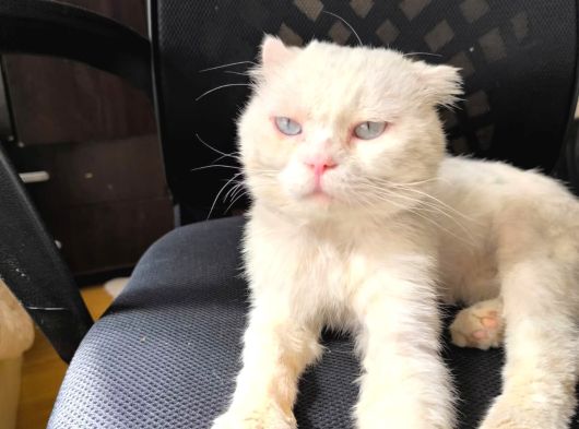 Sahi̇plendi̇ri̇lmek Üzere Sevecen Scottish Fold Kedi̇ görsel