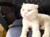 SAHİPLENDİRİLMEK ÜZERE SEVECEN SCOTTISH FOLD KEDİ