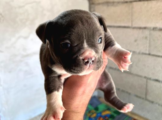 Exotic Bully Yavru görsel
