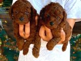 Kore Poodle Yavrularımız