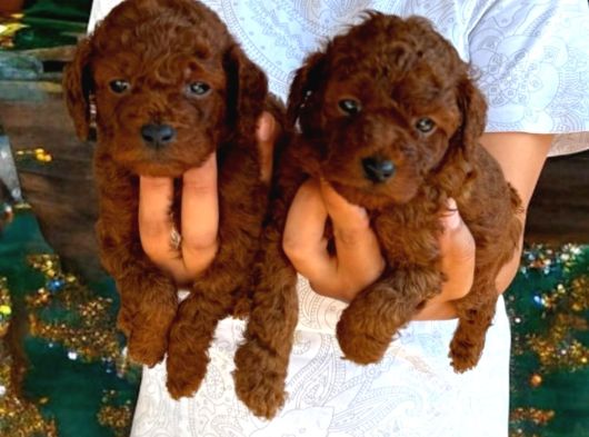Kore Poodle Yavrularımız görsel