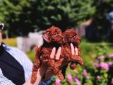 Kore poodle yavrularımız