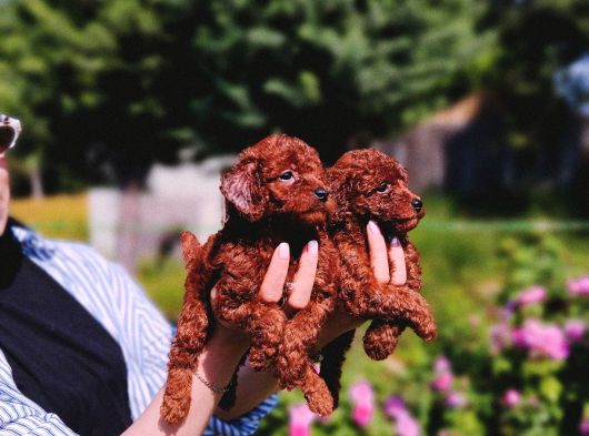 Kore Poodle Yavrularımız