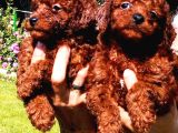 Kore Poodle Yavrularımız