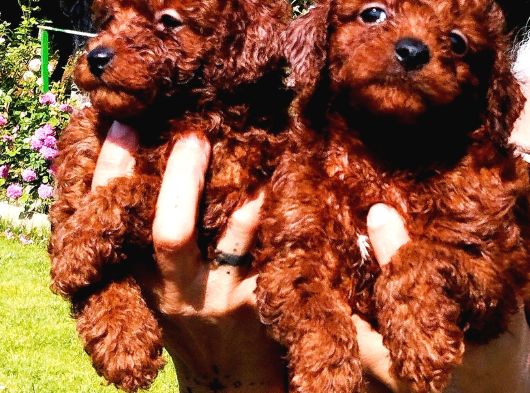 Kore Poodle Yavrularımız görsel