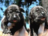 Cane Corso Yavrularımız Çiftliğimızden