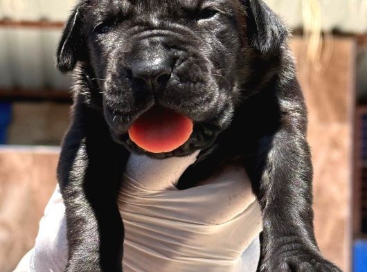 Cane Corso Yavrularımız Çiftliğimızden görsel