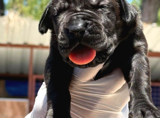 Cane Corso Yavrularımız Çiftliğimızden görsel
