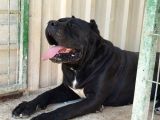 Cane corso yavrularımız çiftliğimızden