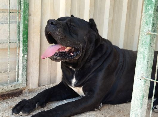 Cane Corso Yavrularımız Çiftliğimızden